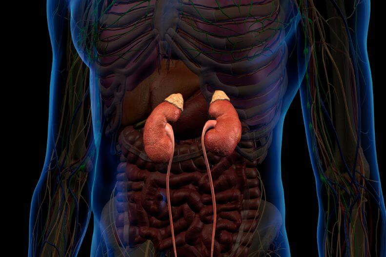 Ec Renal Scan In Mohali